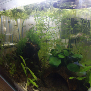 Vente Guppy Endler (juvéniles) Femelles