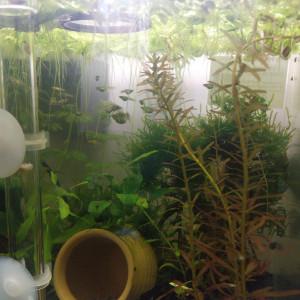 Vente Guppy Endler (juvéniles) Femelles