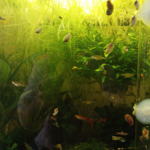 Vente Guppy Endler males