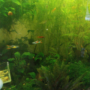 Vente Guppy Endler males