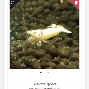 Crevettes dite Prl Red