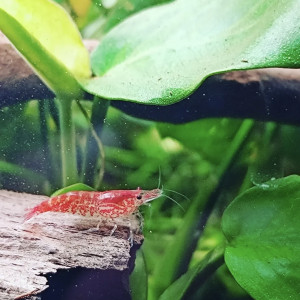 Crevettes RedCherry à donner