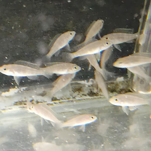 Lamprologus tetracanthus