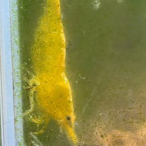 Lots disponible de 10 plus bouture de plantes offertes