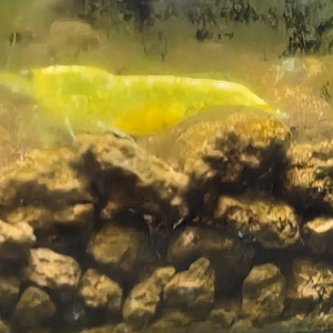 Lots disponible de 10 plus bouture de plantes offertes