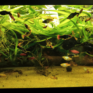 aquarium de 60 litres entièrement équipé.