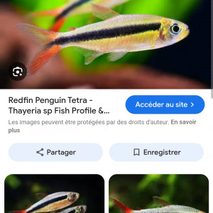 Poissons  tétra-pingouin