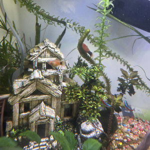 Donne alevins et jeunes platys