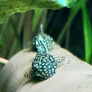 Ancistrus