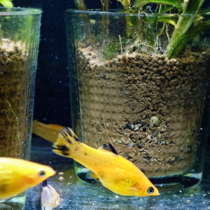 Lot poissons à vendre