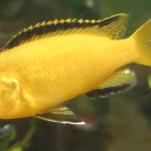 Recherche poisson 🐠 malawii