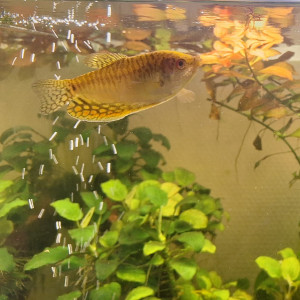 Gourami