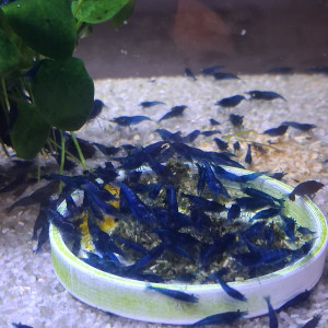 Crevette neocaridina blues Dreams 100% eau du robinet