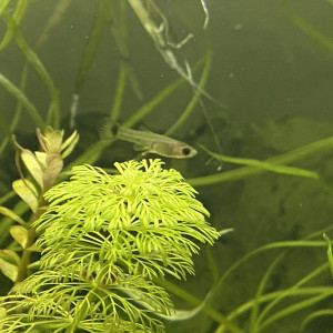 Jeunes guppys et alevins