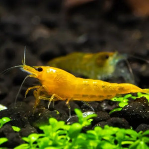 Neocaridina davidi ”Yellow”