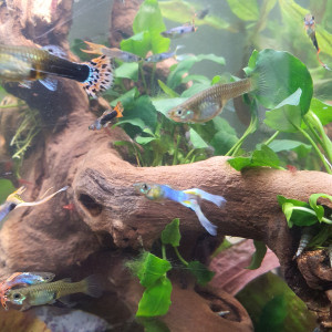 Échange guppys endler