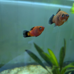 Jeunes Platys