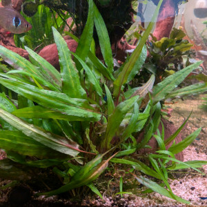 Cryptocoryne wendtii verde
