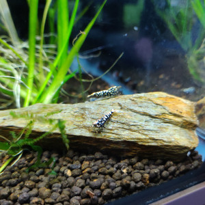 1 Lot de 15 Galaxy Black issues de parents Boa Golden Blue