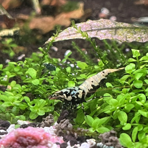 Crevettes Caridinas galaxy blue boa (orange eyes)