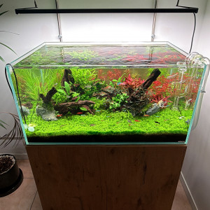 Arrêt du bac urgent