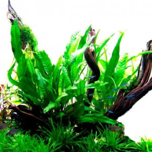 Microsorum Ptéropus