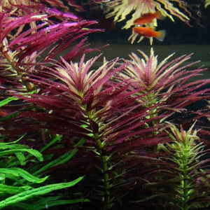 Limnophila Hippuridoides