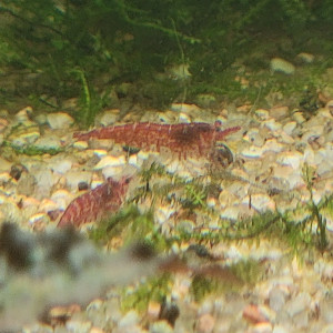 crevettes rouges neocaridina