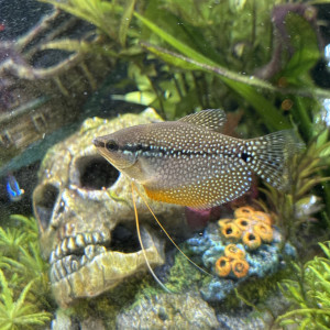 Échange gourami perlé mâle contre femelle