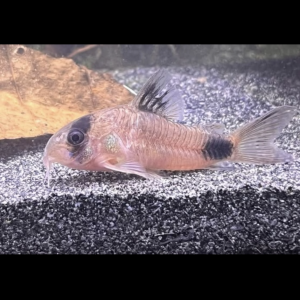 Corydoras panda