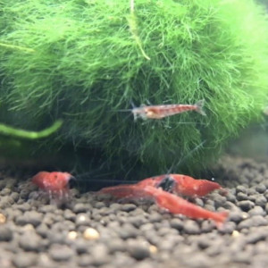 Crevette red cherry / bloody mary