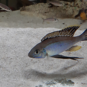 cyathopharynx furcifer Resha