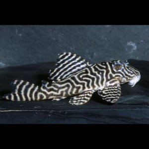 Hypancistrus