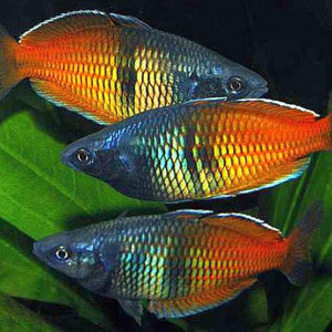 Poissons arc en ciel