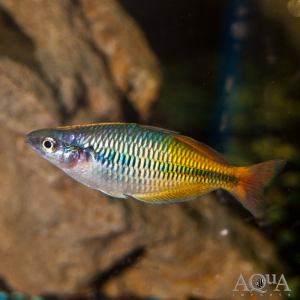 Poissons arc en ciel