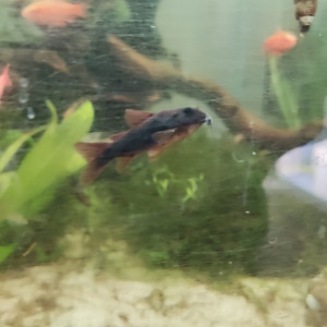 Corydoras black Venezuela