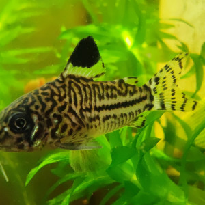 Corydoras trilineatus