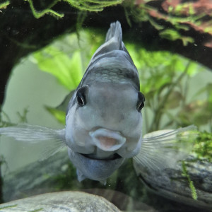 Cichlidé perroquet