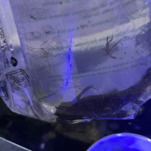 Deux pleco taille adulte