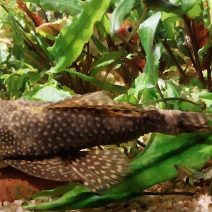 Donne poissons d'eau douce