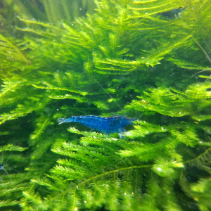 Crevettes Neocaridina "Blue Velvet" juvéniles