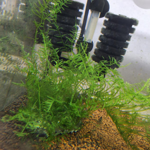 Mousse Christmas-moss