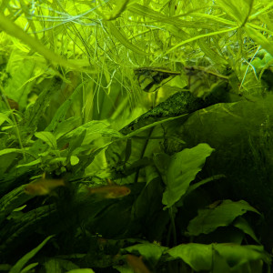 Anubias heterophila