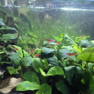 Neocaridina  Red Cherry