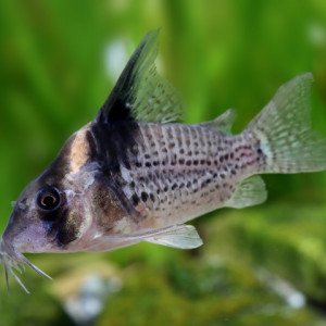 Corydoras