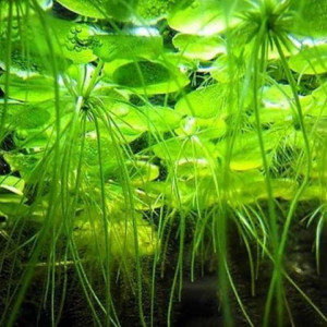 lot de 15 Limnobium Laevigatum plante de surface d'aquarium