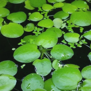 lot de 15 Limnobium Laevigatum plante de surface d'aquarium