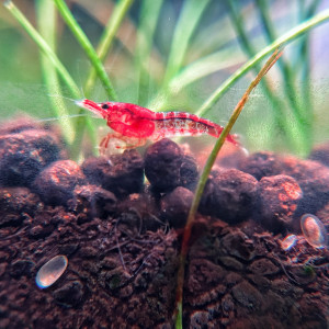Crevettes déclassées forme sauvage / rili rouge et White pearl
