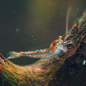 Crevettes déclassées forme sauvage / rili rouge et White pearl