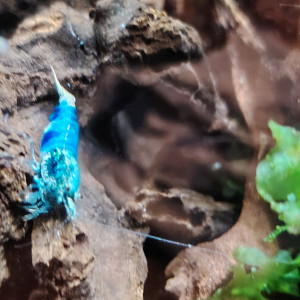 Lot de 3 Crevettes souche blue océan déclassée